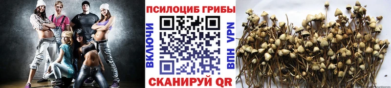 Галлюциногенные грибы Cubensis  купить  сайты  Данков 